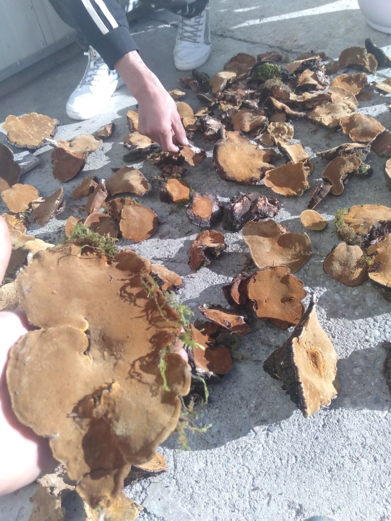 森林黄金桑黄