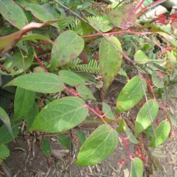 中药材