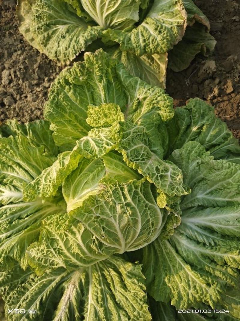 襄阳洪坤大白菜基地大量特价开始上市了