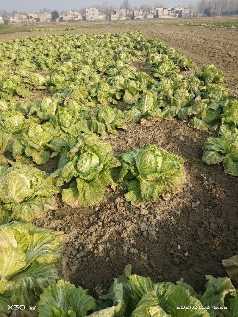 襄阳洪坤大白菜基地大量特价开始上市了