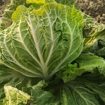 襄阳洪坤大白菜基地大量特价开始上市了