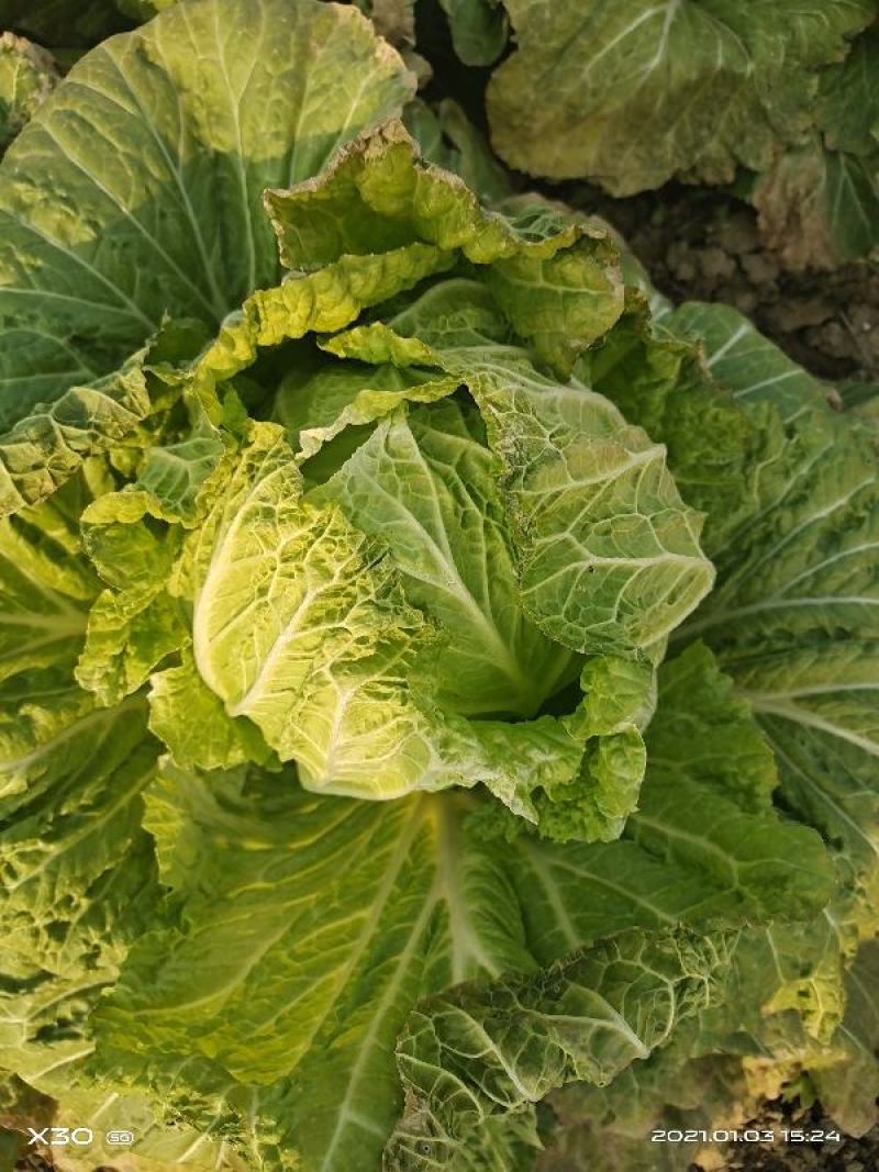 襄阳洪坤大白菜基地大量特价开始上市了