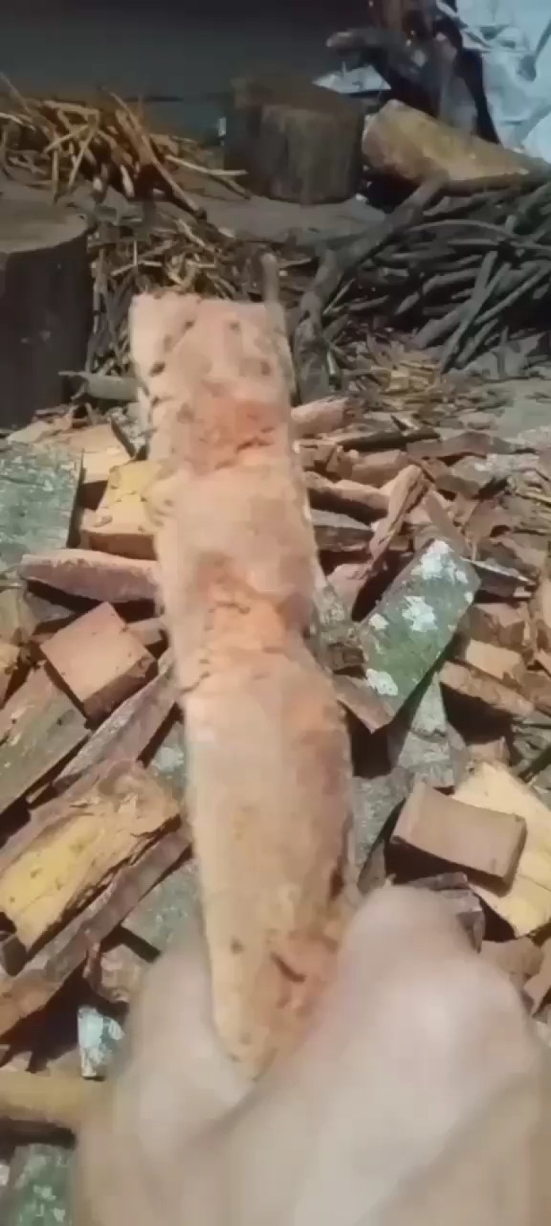 厚肉桂