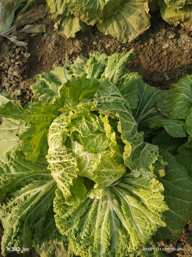 襄阳洪坤大白菜基地大量特价开始上市了