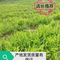 重庆巴南赚宝苗圃肾蕨大量现货供应价格美丽质量好服务好