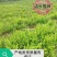 重庆巴南赚宝苗圃肾蕨大量现货供应价格美丽质量好服务好
