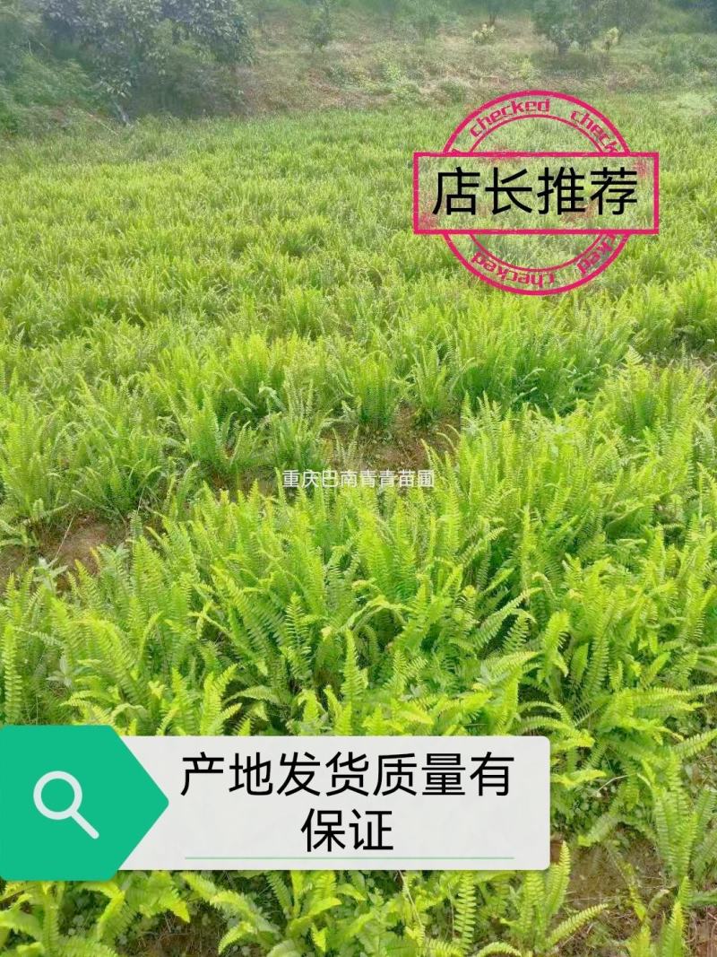 重庆巴南赚宝苗圃肾蕨大量现货供应价格美丽质量好服务好