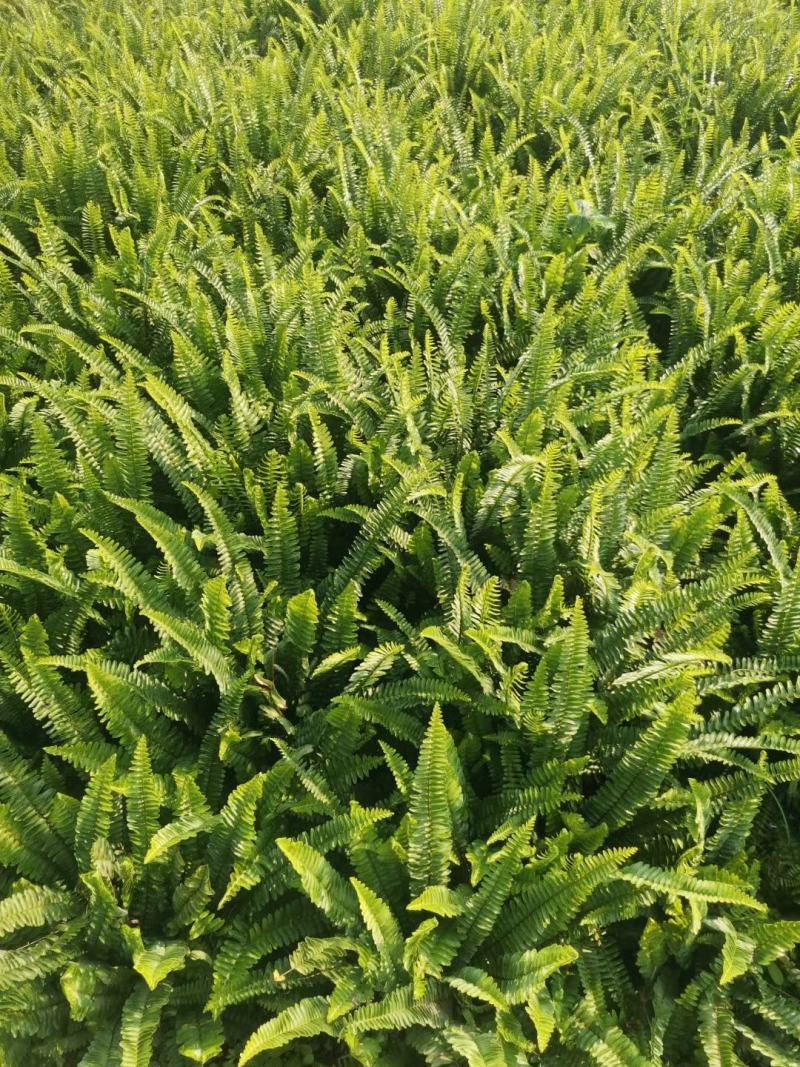 重庆巴南赚宝苗圃肾蕨大量现货供应价格美丽质量好服务好