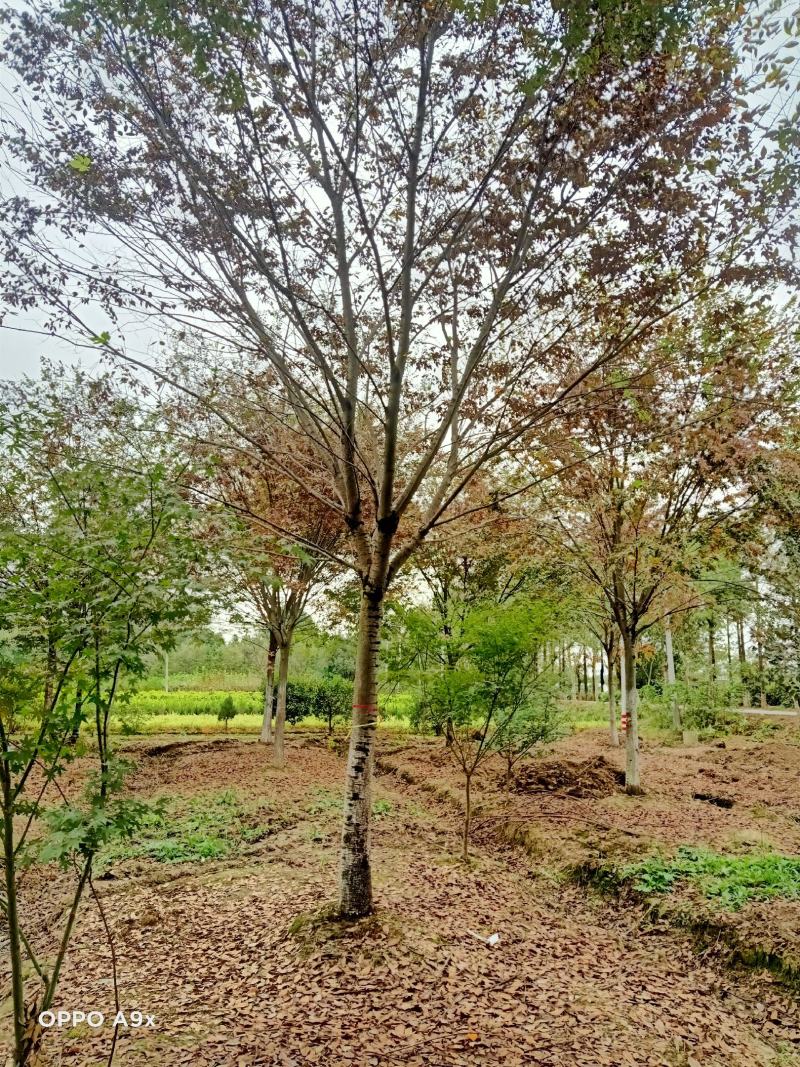 基地直供20/25/榉树红榉另有2/10公分的造林苗