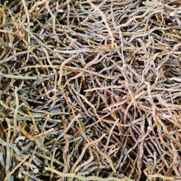 铁皮石斛长条，全化渣，胶质满满，一手货源，质量保证