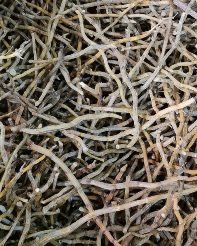 铁皮石斛长条，全化渣，胶质满满，一手货源，质量保证