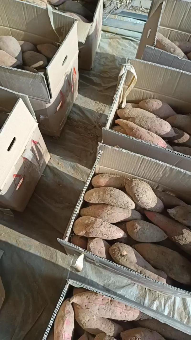 山东夏津县精品烟薯25烤薯可对接商超及店铺平台烤红薯