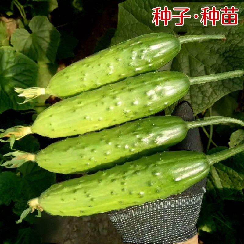 【货源充足】春秋旱黄瓜种子早中晚熟肉脆质嫩耐热旱黄瓜种子