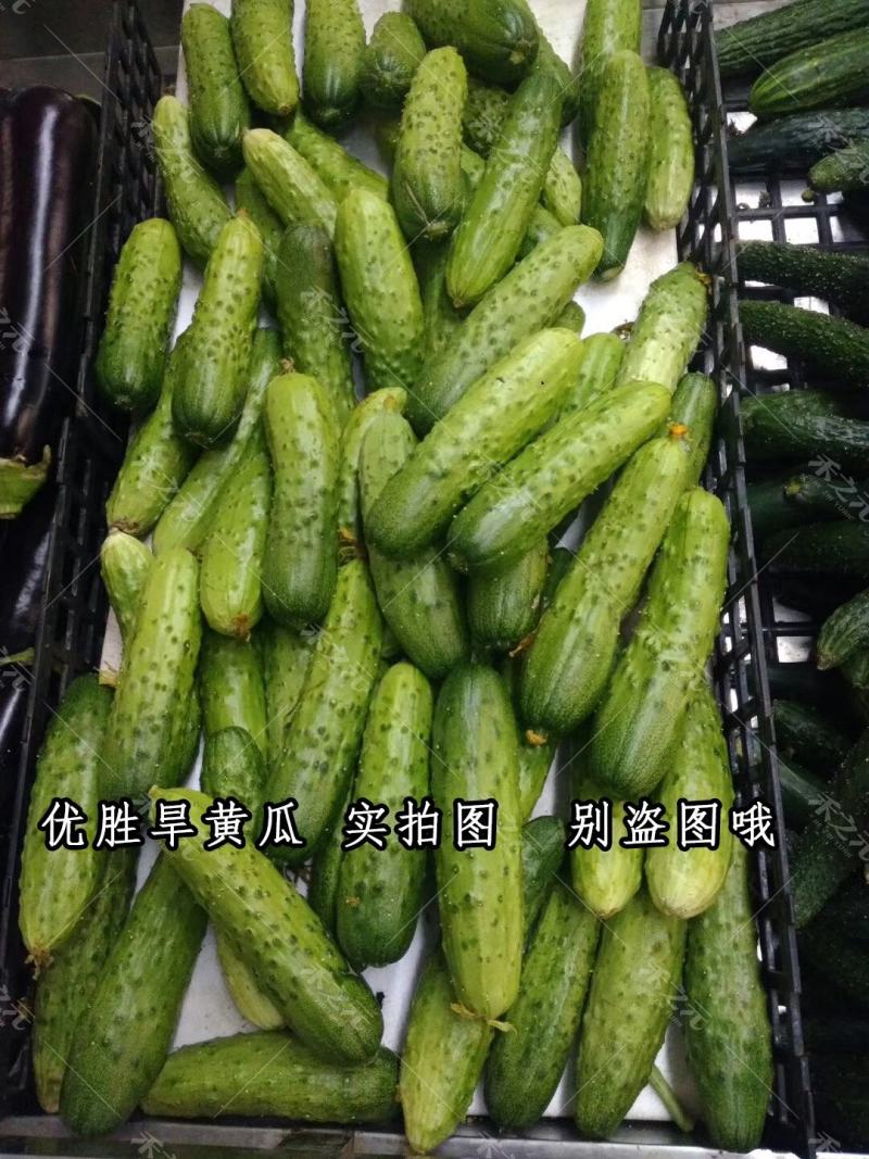 【货源充足】春秋旱黄瓜种子早中晚熟肉脆质嫩耐热旱黄瓜种子
