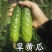【货源充足】春秋旱黄瓜种子早中晚熟肉脆质嫩耐热旱黄瓜种子