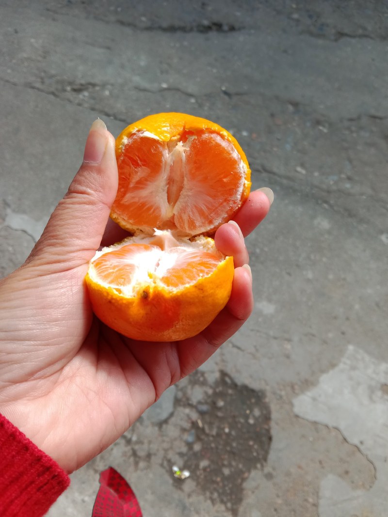 湖北蜜橘早熟蜜桔叶桔产地大量销售欢迎选购货真价实