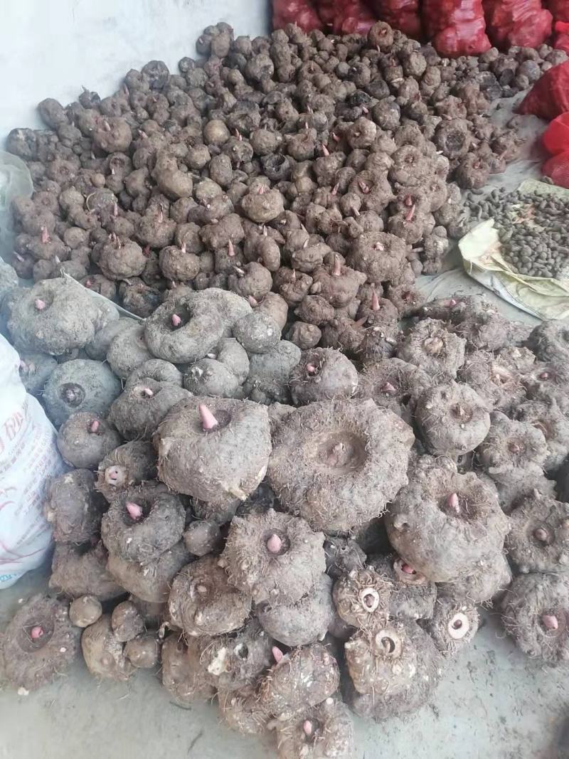 鲜魔芋魔芋豆腐