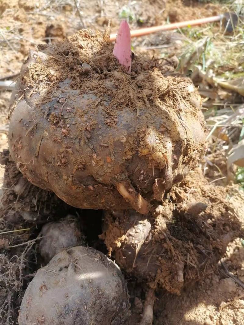 鲜魔芋魔芋豆腐