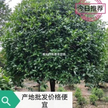 重庆巴南区赚宝苗圃桂花树批发量大价格美丽