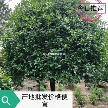 重庆巴南区赚宝苗圃桂花树批发量大价格美丽