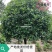 重庆巴南区赚宝苗圃桂花树批发量大价格美丽