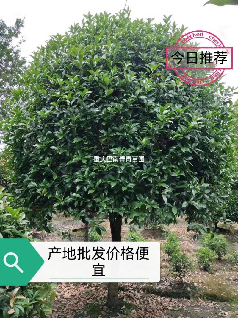 重庆巴南区赚宝苗圃桂花树批发量大价格美丽