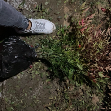 精品南天竹