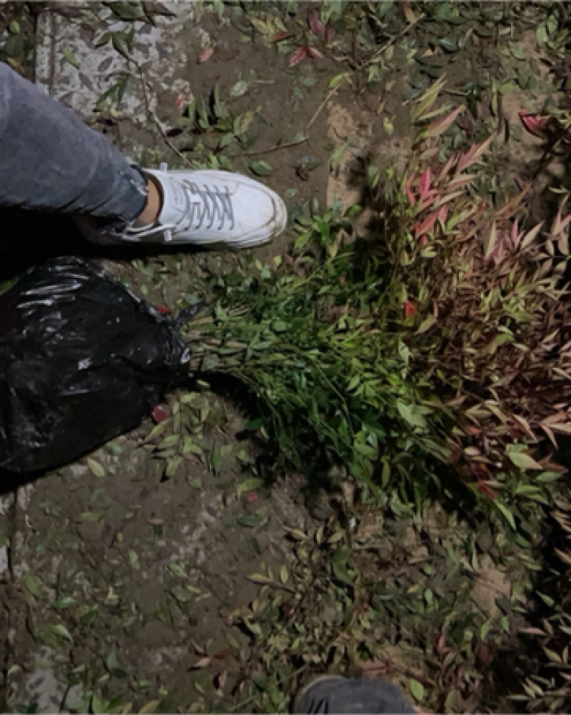 精品南天竹