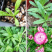 麦秆菊种子蜡菊脆菊种子四季易种庭院阳台种子景观花海