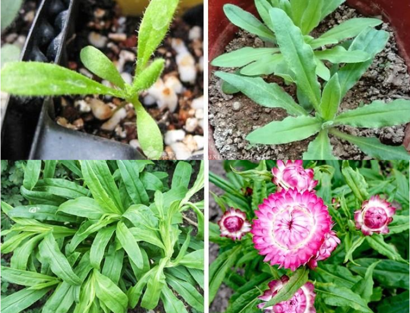 麦秆菊种子蜡菊脆菊种子四季易种庭院阳台种子景观花海