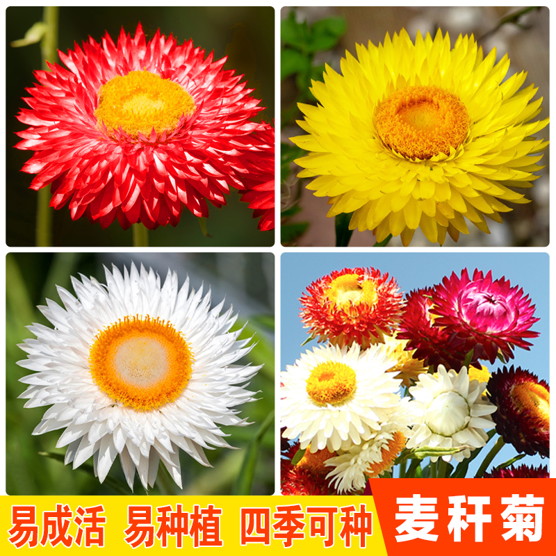 麦秆菊种子蜡菊脆菊种子四季易种庭院阳台种子景观花海