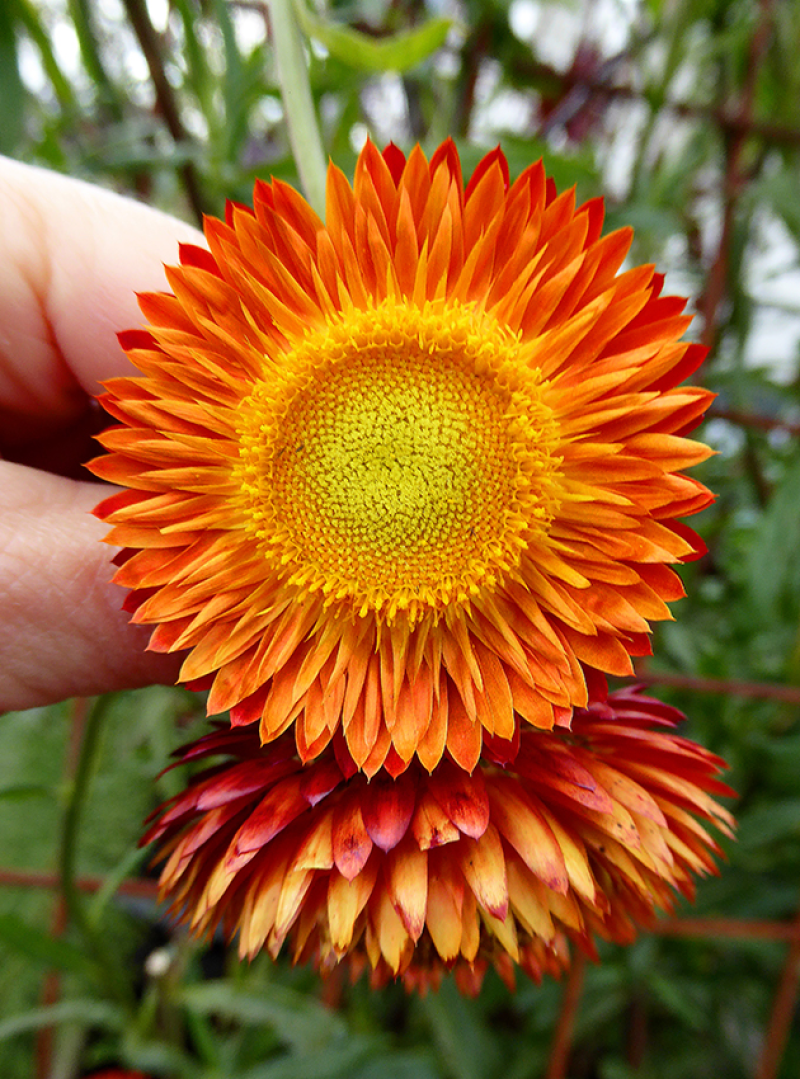 麦秆菊种子蜡菊脆菊种子四季易种庭院阳台种子景观花海