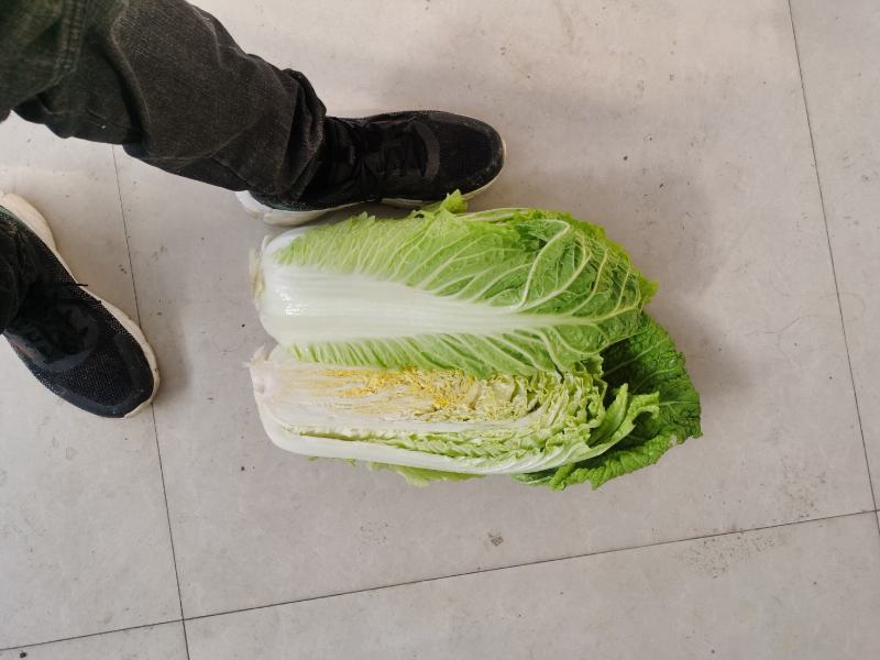 白菜
