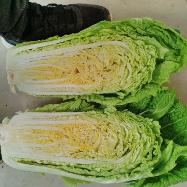 白菜