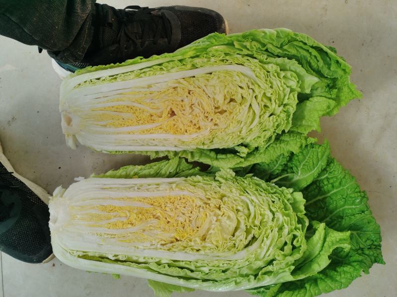 白菜