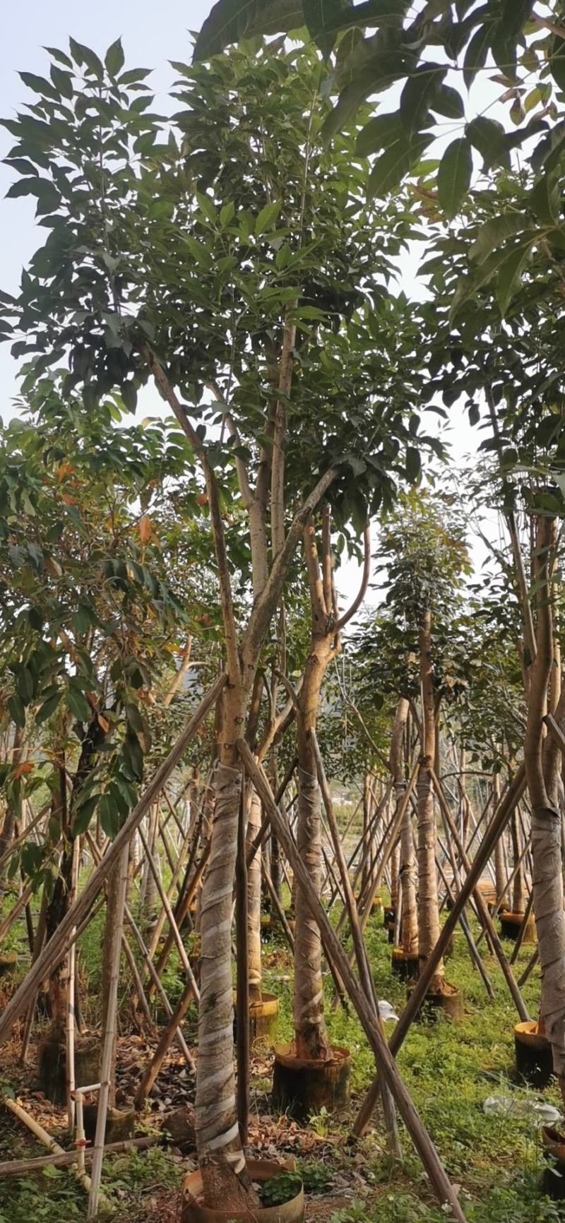 出售腊肠树移植袋苗5公分-15公分价格优惠