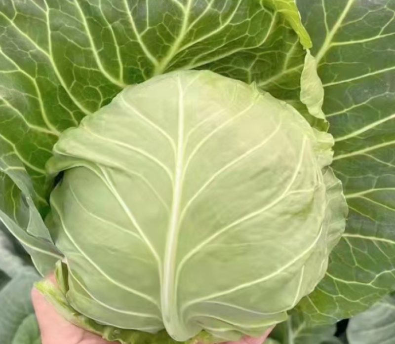 【甘蓝】湖北旺旺甘蓝圆包菜个头均匀一手货源