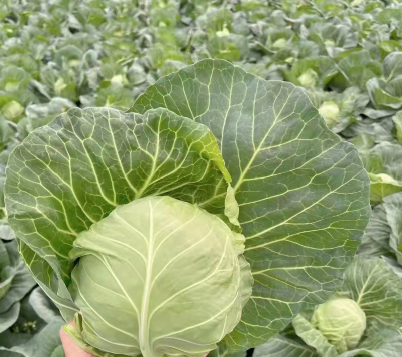 【甘蓝】湖北旺旺甘蓝圆包菜个头均匀一手货源