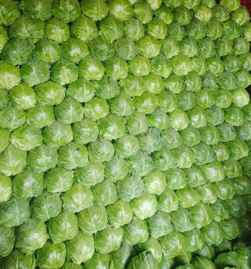 【甘蓝】湖北旺旺甘蓝圆包菜个头均匀一手货源