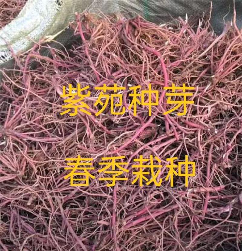 紫菀，中药材紫苑片干净无杂质量保证！欢迎咨询选购！