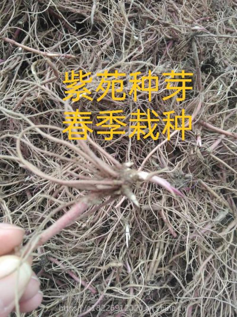紫菀，中药材紫苑片干净无杂质量保证！欢迎咨询选购！
