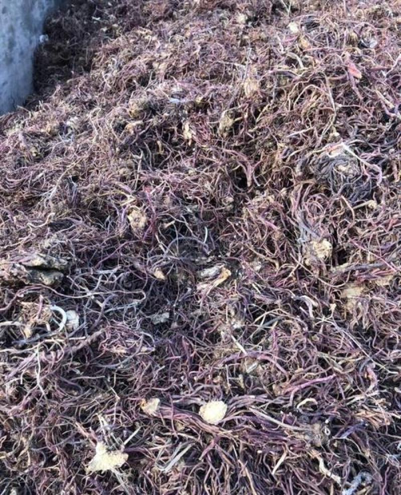 紫菀，中药材紫苑片干净无杂质量保证！欢迎咨询选购！
