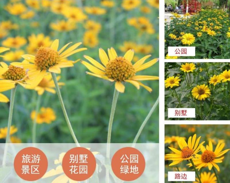 日光菊种子黑心菊赛菊芋种子四季易种庭院阳台种子景观花海