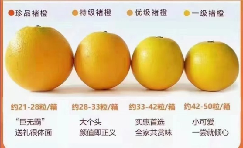 褚橙大量到货物美价廉口感纯甜全国各地可发货已上市