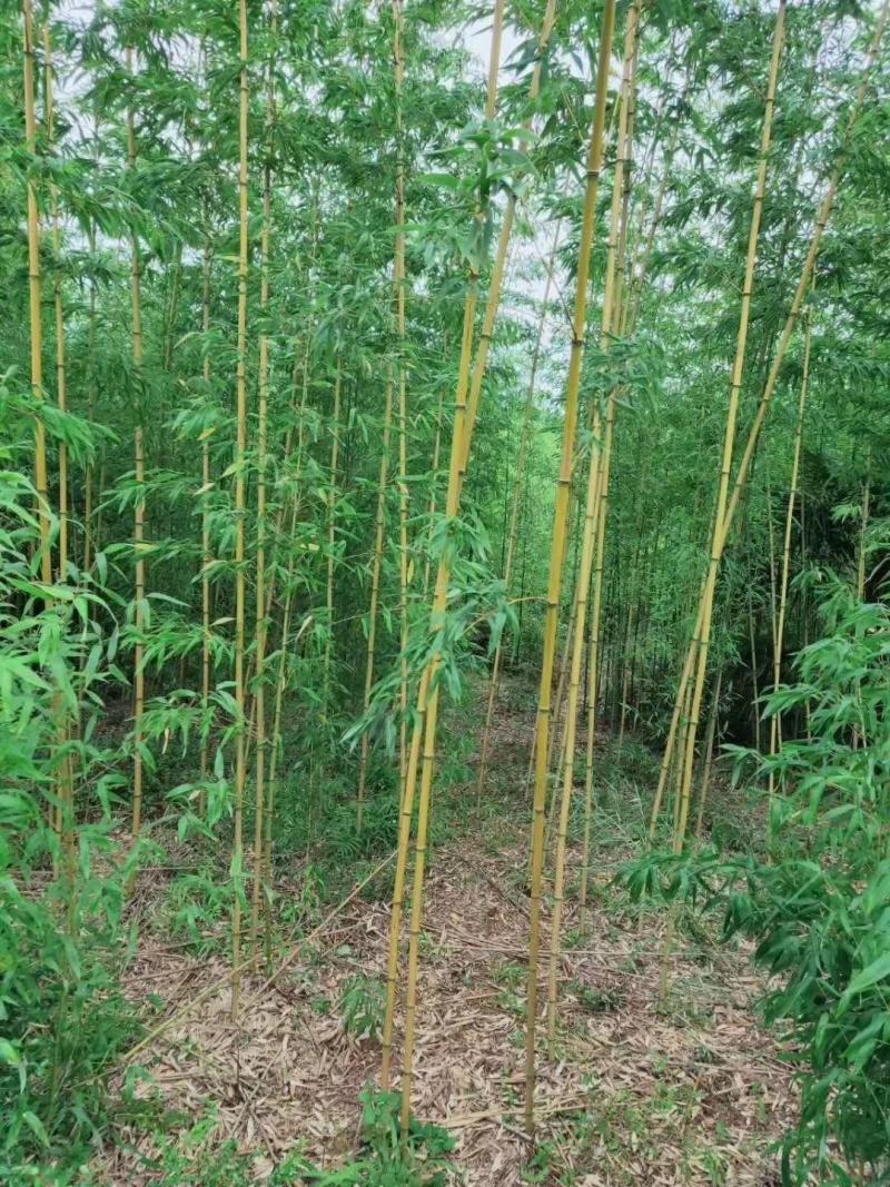 重庆巴南区楠竹基地批发产量大价格美丽服务好