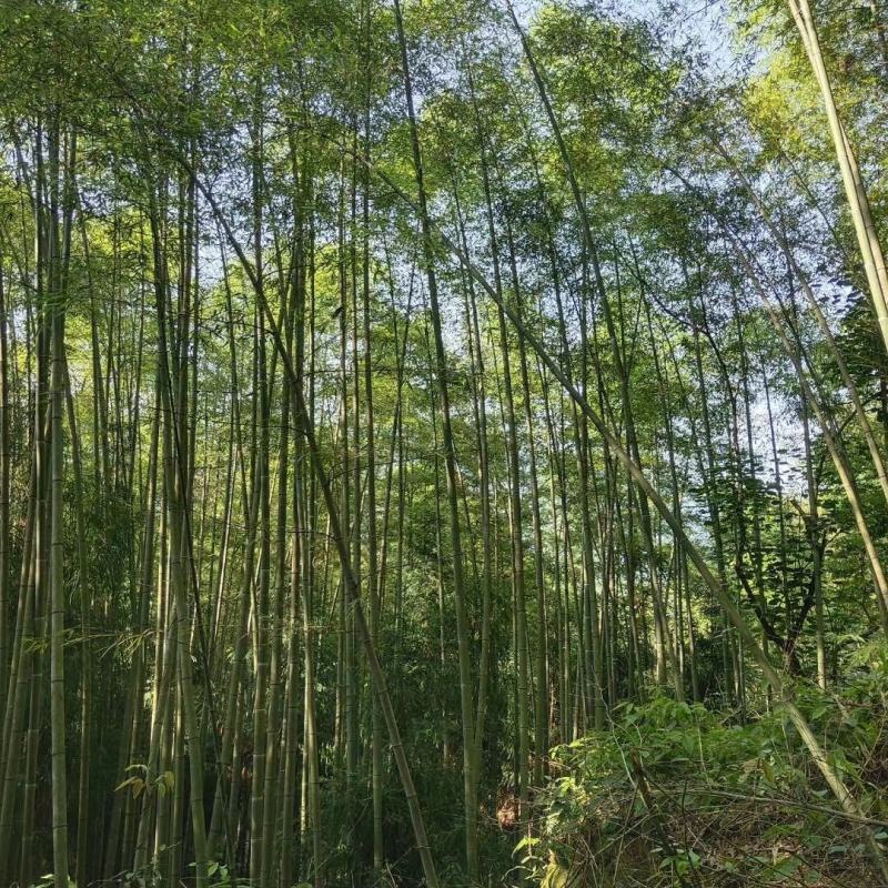 重庆巴南区楠竹基地批发产量大价格美丽服务好