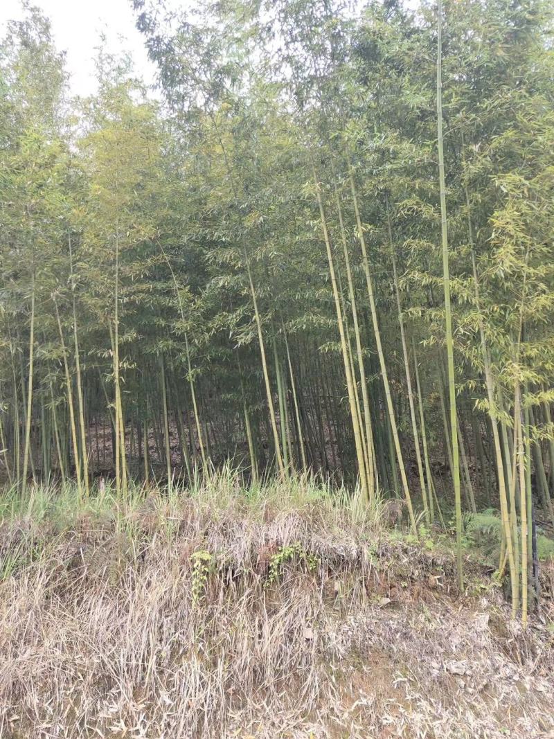 重庆巴南区楠竹基地批发产量大价格美丽服务好