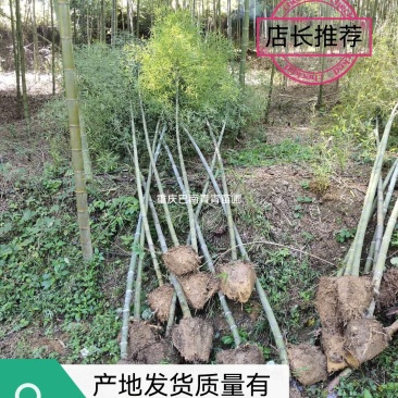 重庆巴南区楠竹基地批发产量大价格美丽服务好