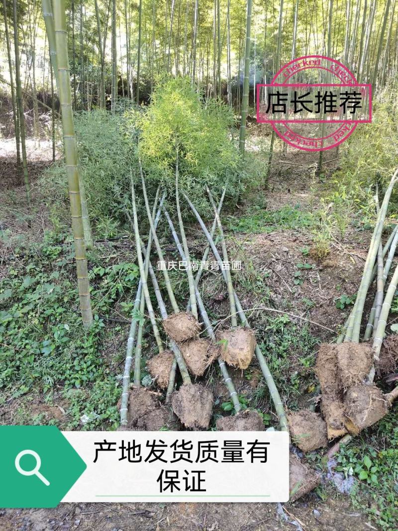 重庆巴南区楠竹基地批发产量大价格美丽服务好
