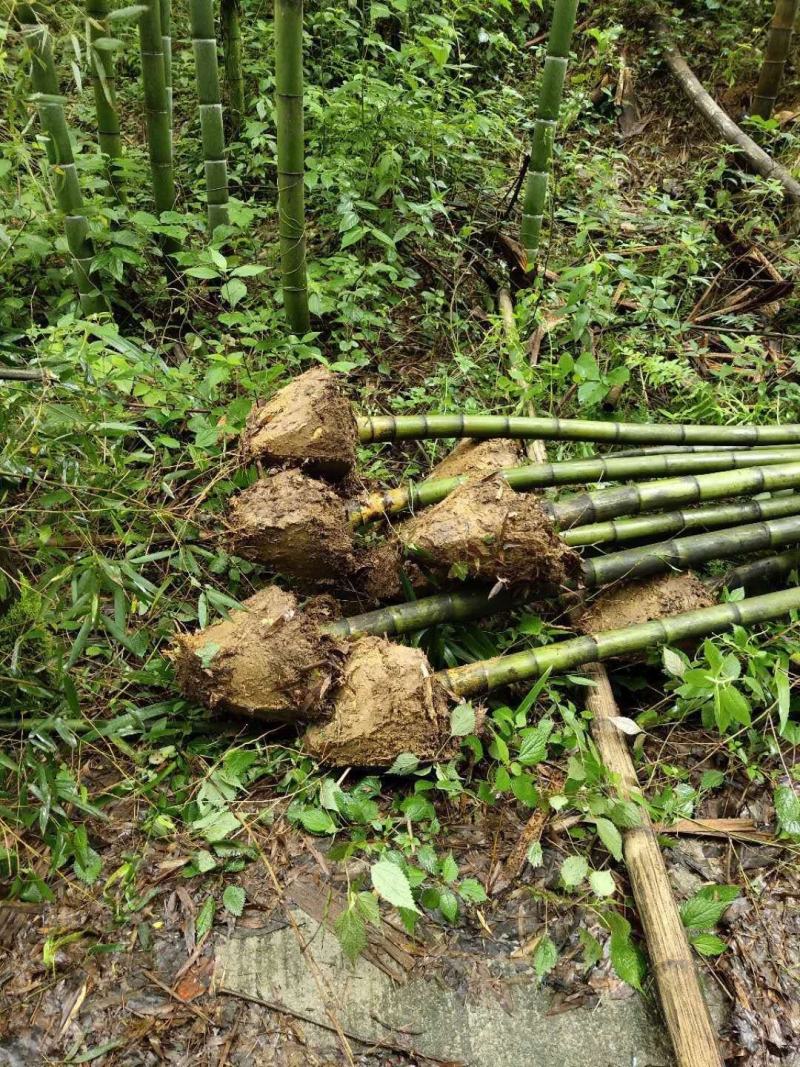 重庆巴南区楠竹基地批发产量大价格美丽服务好